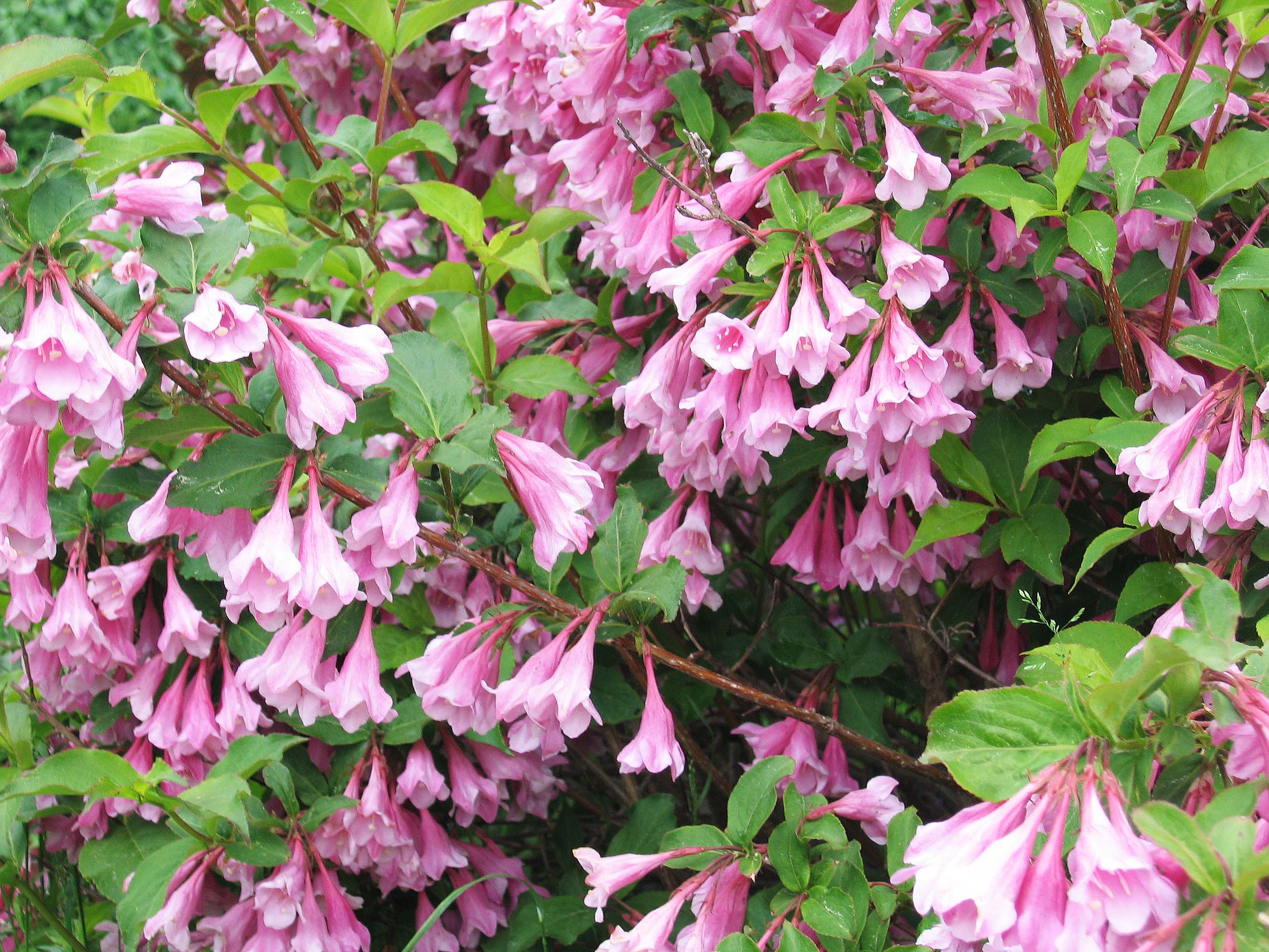 Weigela praecox 'Bouquet Rose'
